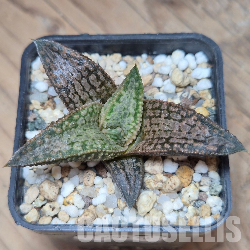 VVG25532 Haworthia ‘White Kintaikyo’ - Image 2