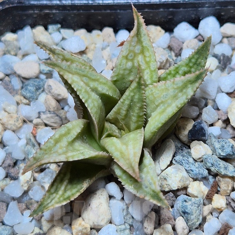 VVG25533 Haworthia 'Anna Rosa' x 'Metarika'