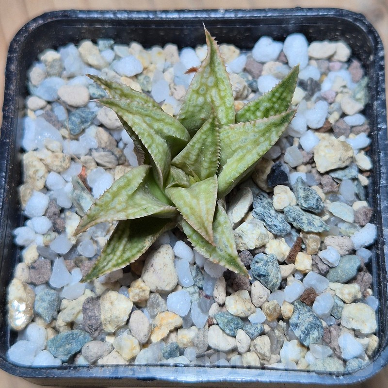 VVG25533 Haworthia 'Anna Rosa' x 'Metarika' - Image 2