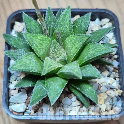 VVG25534 Haworthia parksiana x 'Metarika' seedling