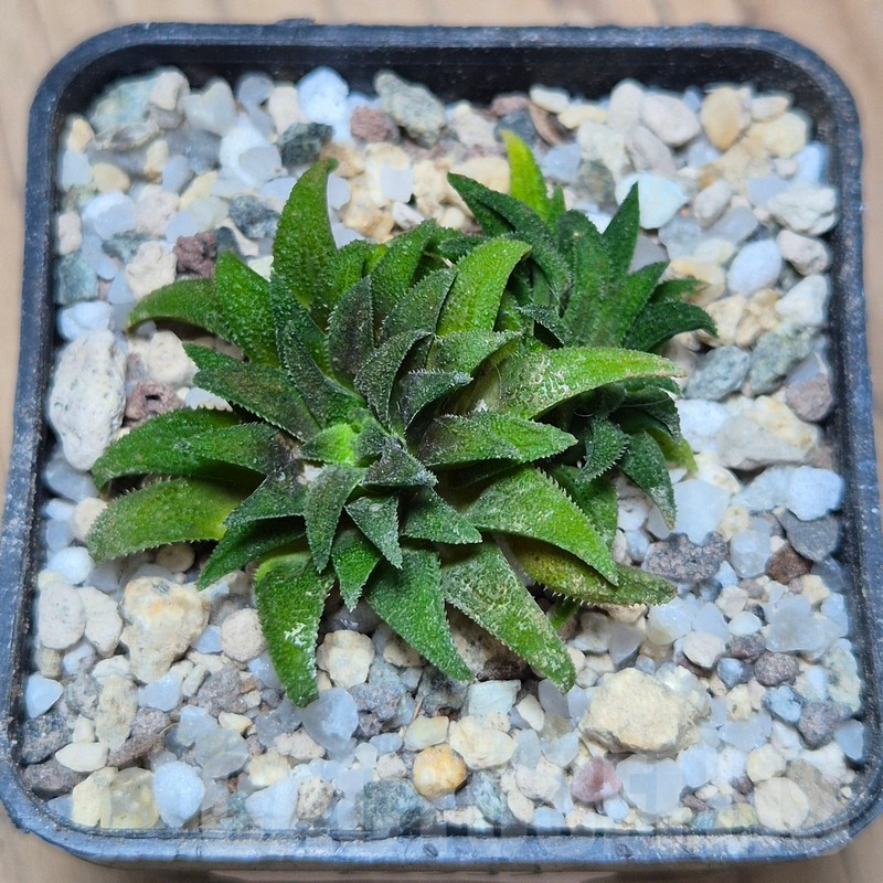 VVG25535 Haworthia parksiana -Kleinbrakrivier- - Image 2