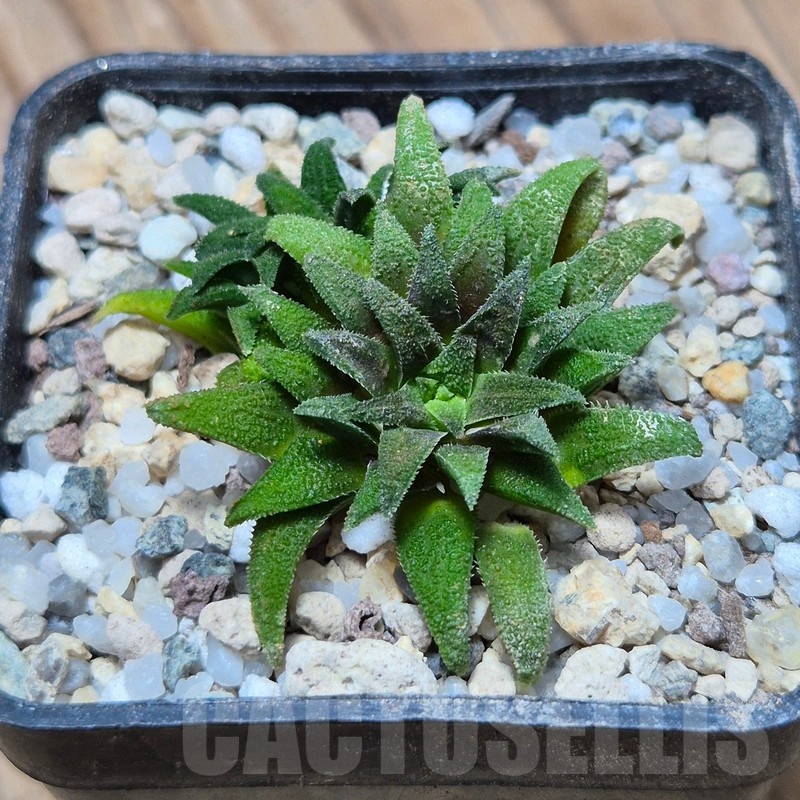 VVG25535 Haworthia parksiana -Kleinbrakrivier-