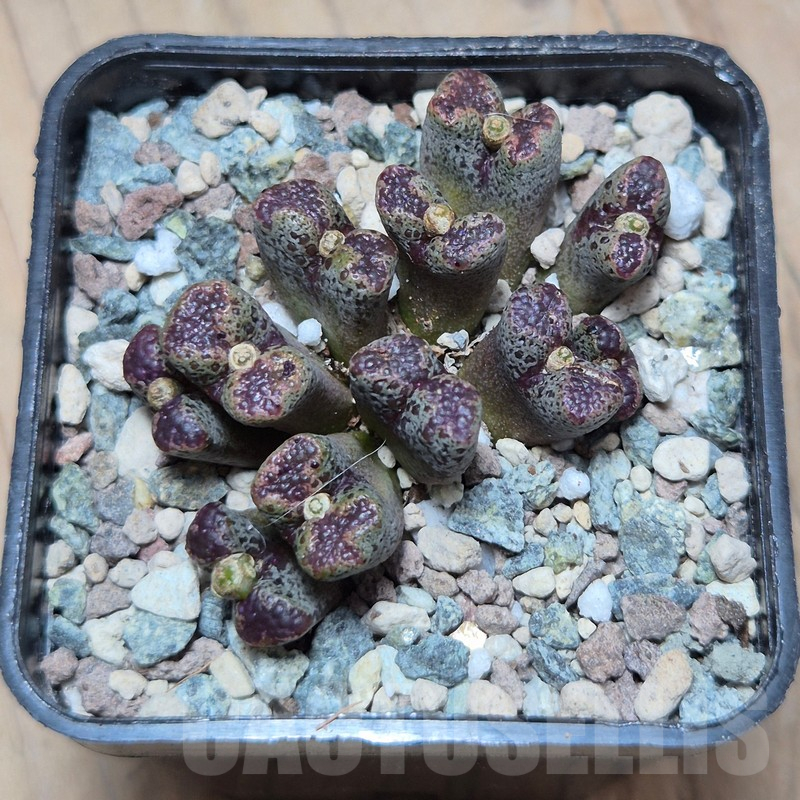 VVG25539 Conophytum pellucidum