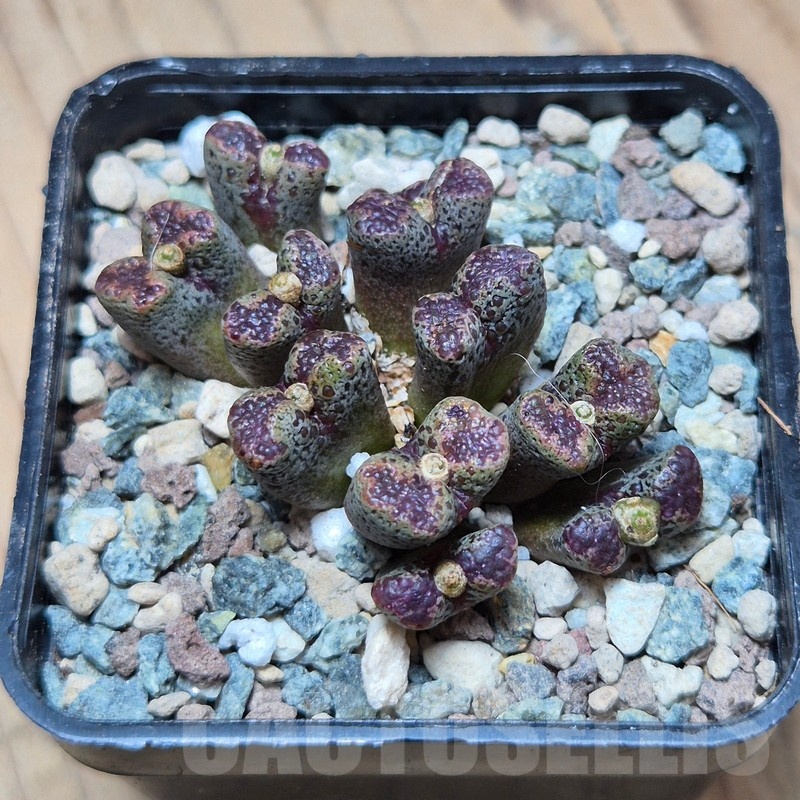 VVG25539 Conophytum pellucidum - Image 2