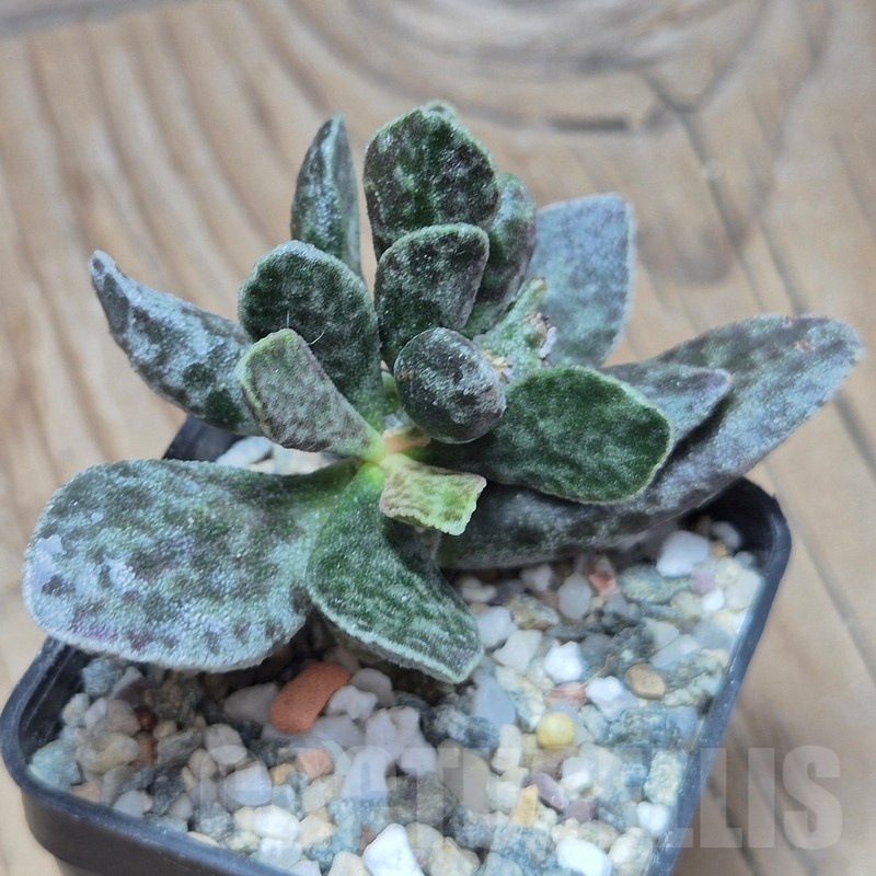 VVG25541 Adromischus marianae 'Bryan Makin'