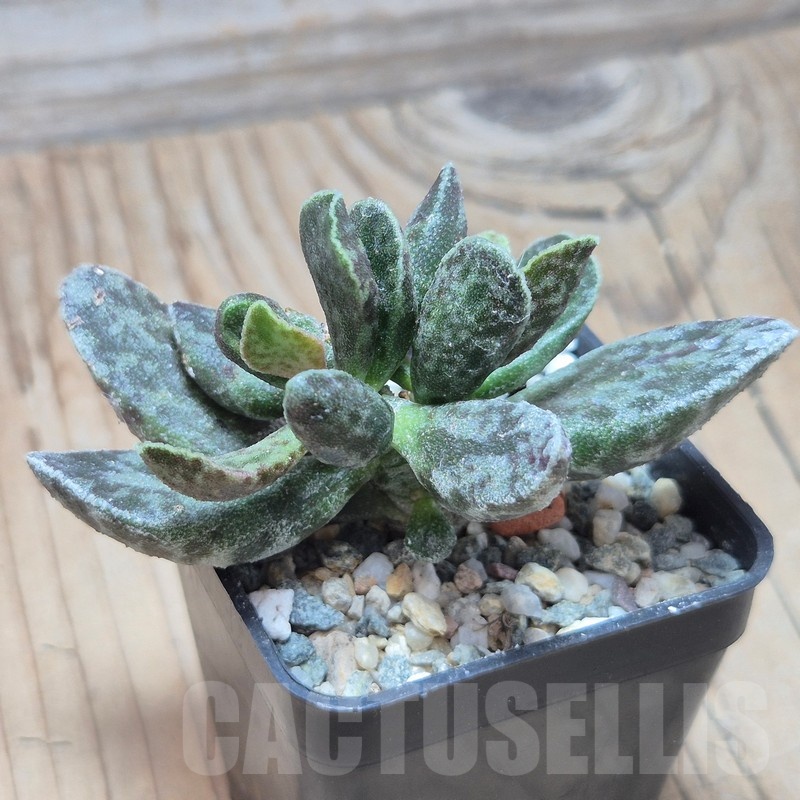 VVG25541 Adromischus marianae 'Bryan Makin' - Image 2
