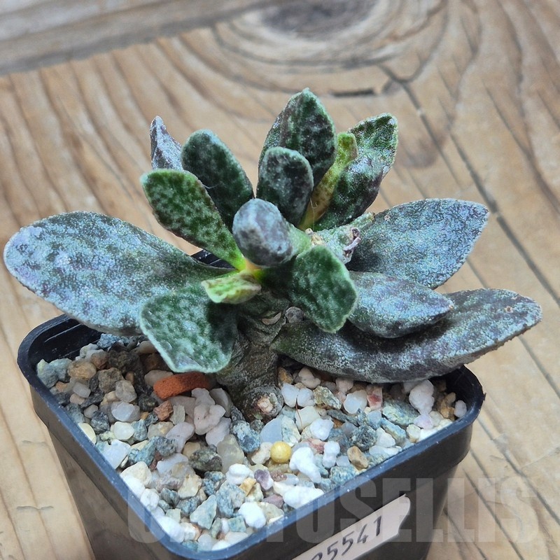 VVG25541 Adromischus marianae 'Bryan Makin' - Image 3