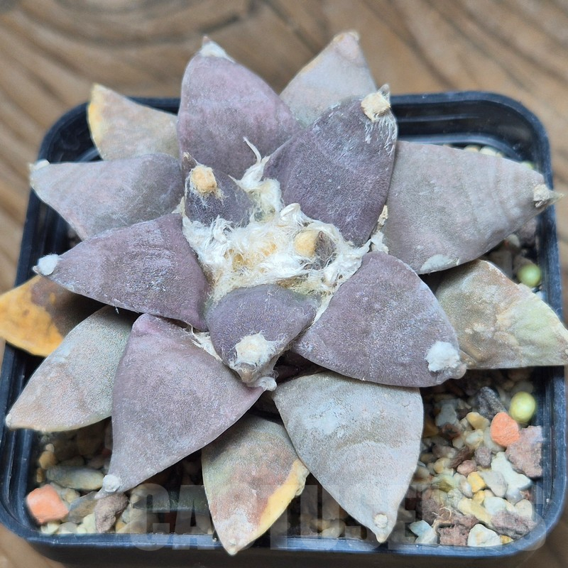 VVG25546 Ariocarpus retusus own roots 10 years old