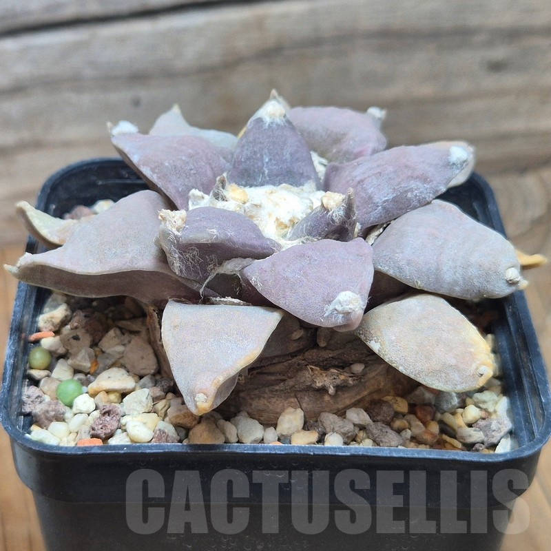 VVG25546 Ariocarpus retusus own roots 10 years old - Image 2