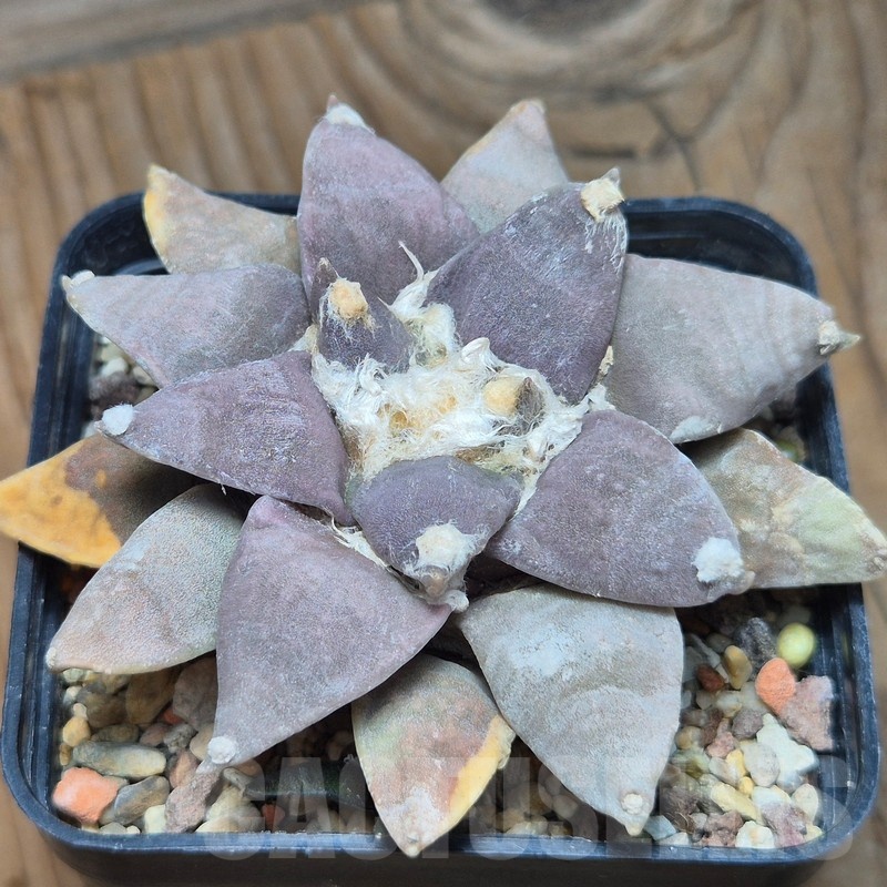 VVG25546 Ariocarpus retusus own roots 10 years old - Image 3