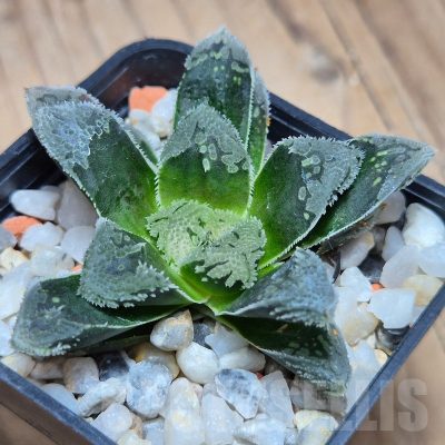 VVG25578 Haworthia VVG1 x VVG12 x Haworthia 'Kegazato' F2