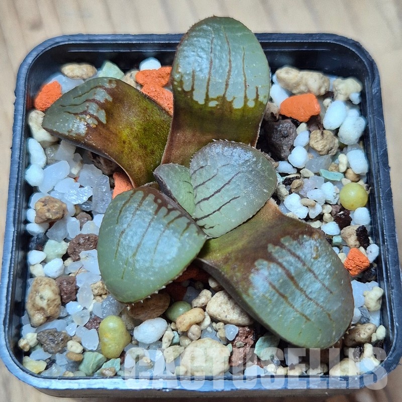 VVG25580 Haworthia springbokvlakensis seedling - Image 2