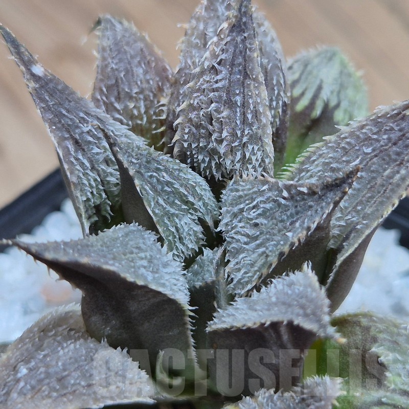 VVG25581 Haworthia mirabilis v.pillosa MBB7246 cutting