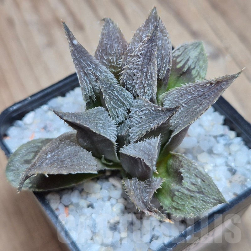 VVG25581 Haworthia mirabilis v.pillosa MBB7246 cutting - Image 2