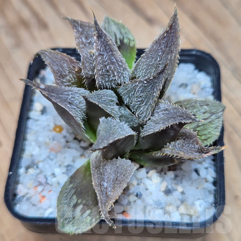 VVG25581 Haworthia mirabilis v.pillosa MBB7246 cutting - Image 3