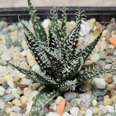 VVG25589  Aloe haworthioides -Select form-