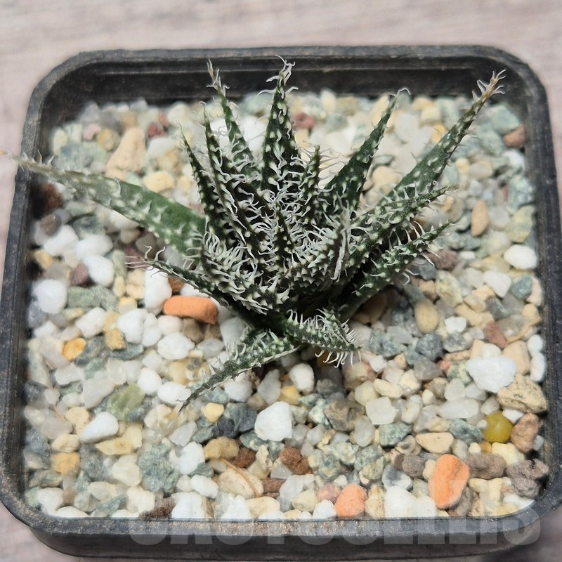 VVG25589 Aloe haworthioides -Select form- - Image 2