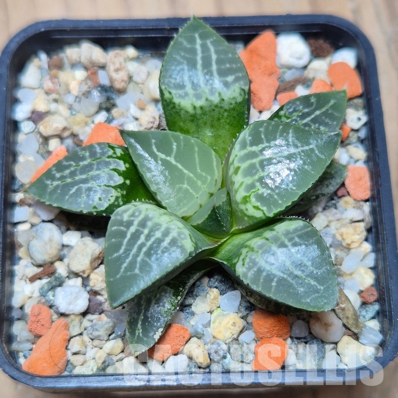 VVG25590 Haworthia comptoniana ‘Crystal’ seedling - Image 2