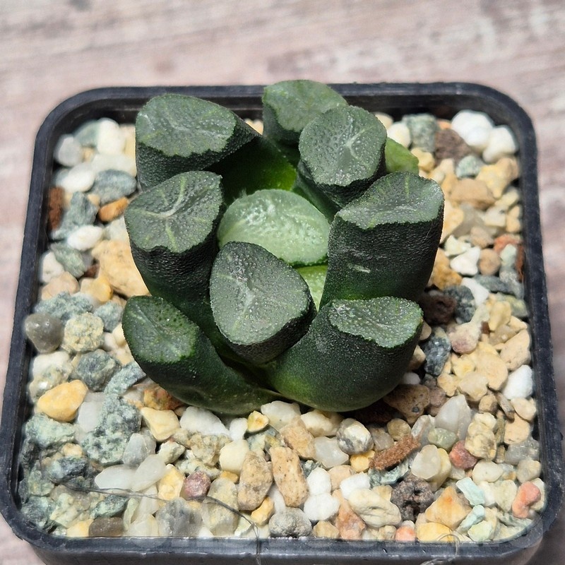 VVG25591 Haworthia maughanii -Japan- seedling - Image 2