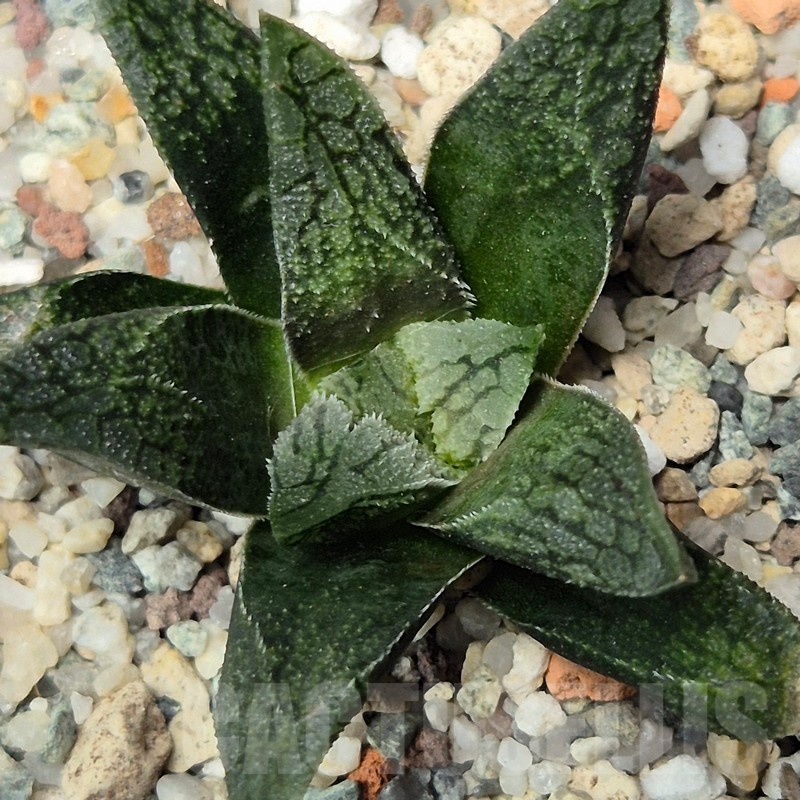 VVG25593 Haworthia VA4330B hybrid x 'Mavka'