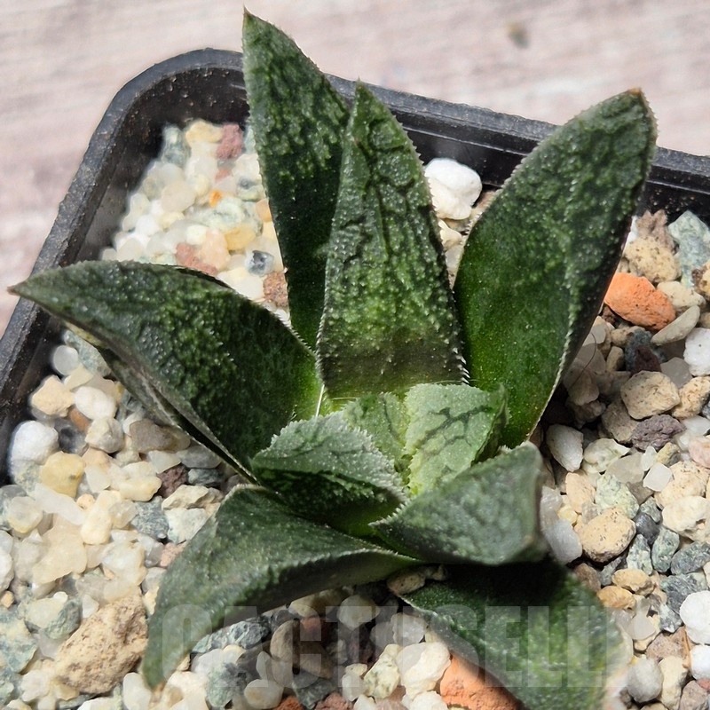VVG25593 Haworthia VA4330B hybrid x 'Mavka' - Image 2