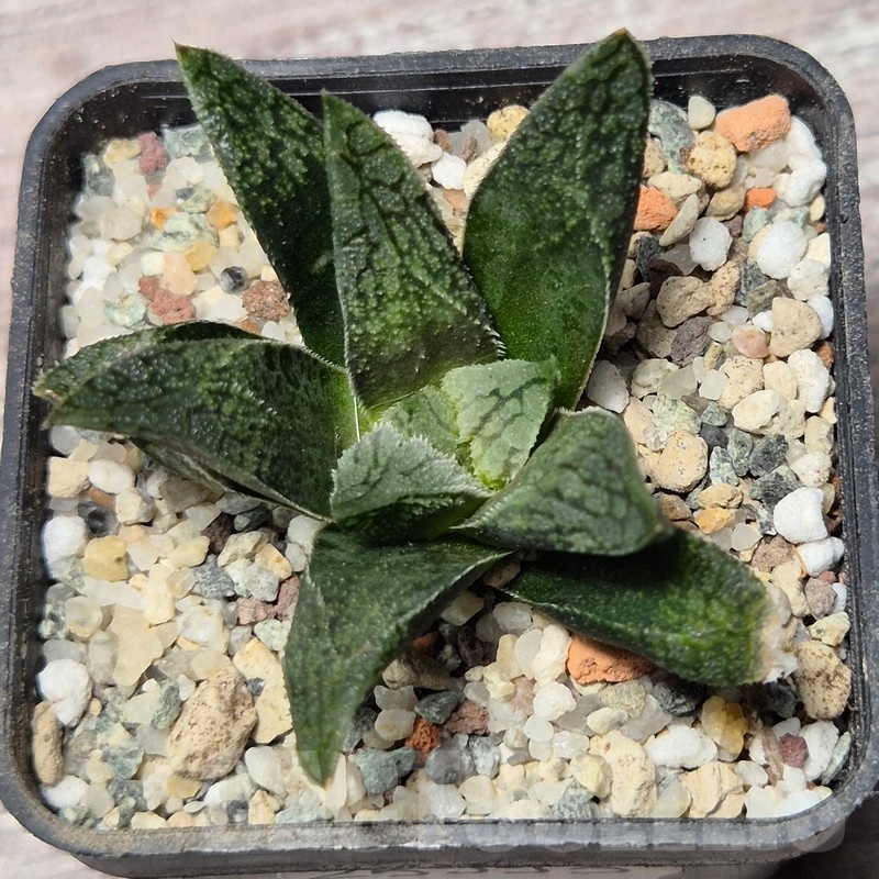 VVG25593 Haworthia VA4330B hybrid x 'Mavka' - Image 3