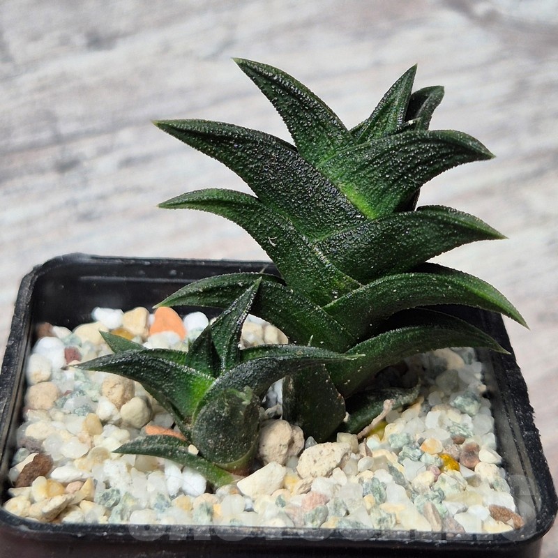 VVG25595 Haworthia nigra x viscosa - Image 2