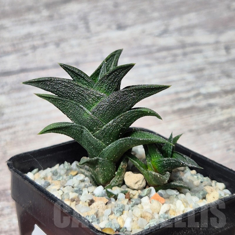 VVG25595 Haworthia nigra x viscosa - Image 3