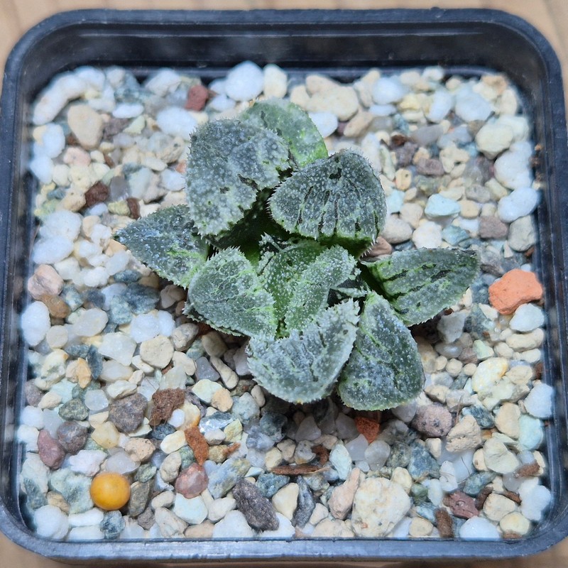 VVG25596 Haworthia ‘Kegazato’ x picta -Japan- x ‘Yulia’ hybrid F2 seedling - Image 2