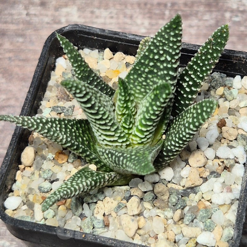 VVG25598 Haworthia minima -Bredasdorp- - Image 2