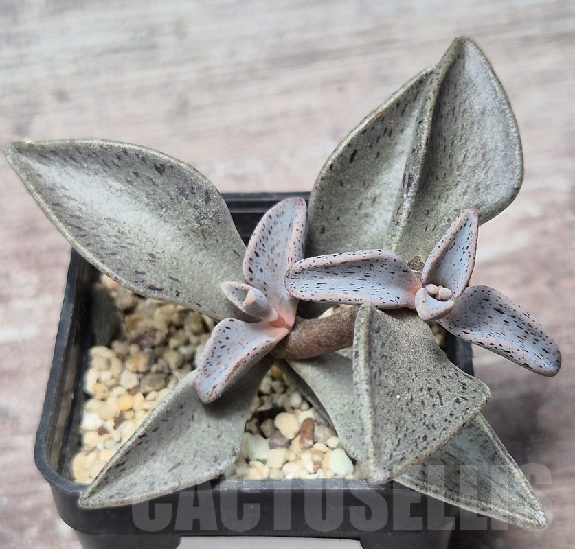 VVG25599 Lenophyllum guttatum