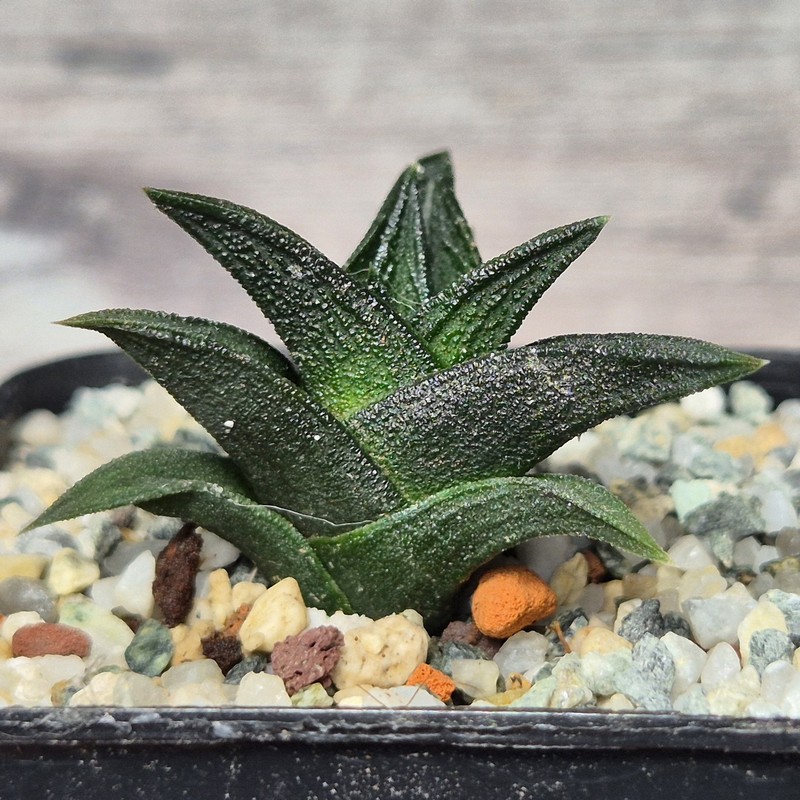 VVG26099 Haworthia nigra x viscosa