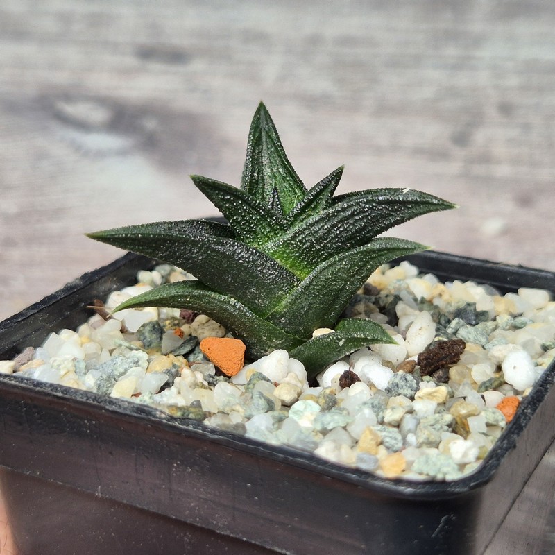 VVG26099 Haworthia nigra x viscosa - Image 2