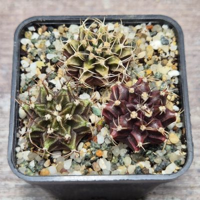 VVG26108 Gymnocalycium mihanovichii+ friedrichii hybrid mix 3 plants seedling