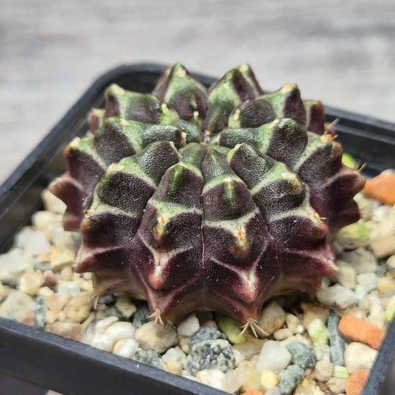VVG26109 Gymnocalycium mihanovichii ‘Day dream’, seedling