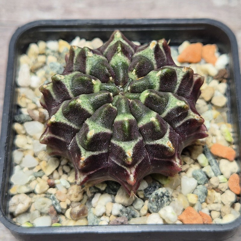 VVG26109 Gymnocalycium mihanovichii ‘Day dream’, seedling - Image 2