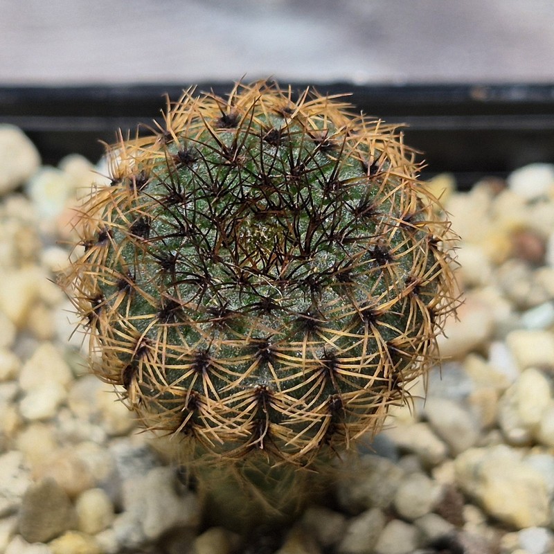 VVG26114 Frailea castanea -Baltazar-