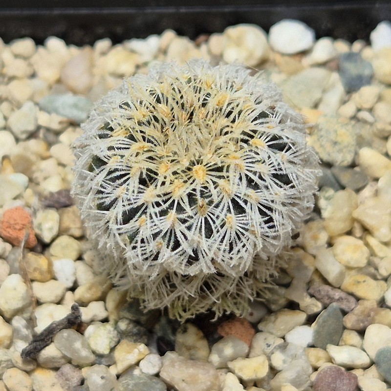 VVG26116 Frailea densispina