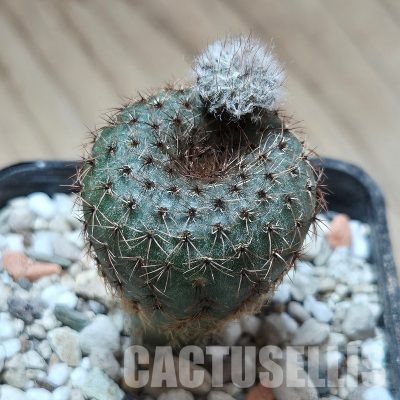VVG26117 Frailea asterioides -Baltazar-  seedling