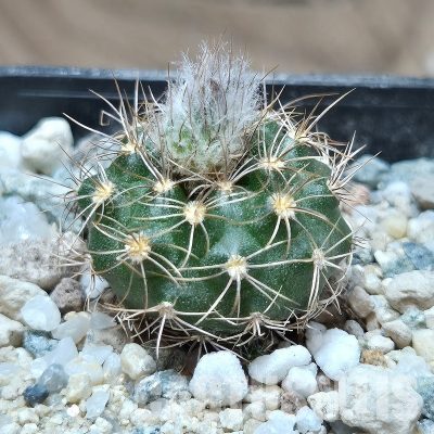VVG26122 Frailea piltzii P432 seedling