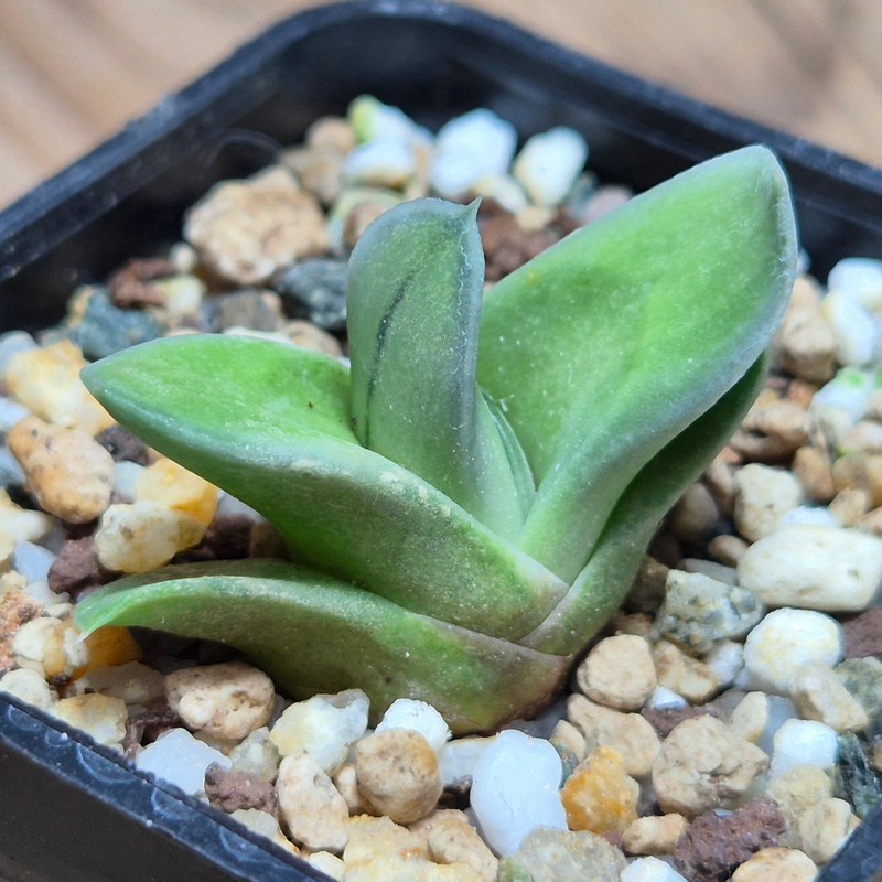 VVG27472 Gasteraloe 'Green Ice'
