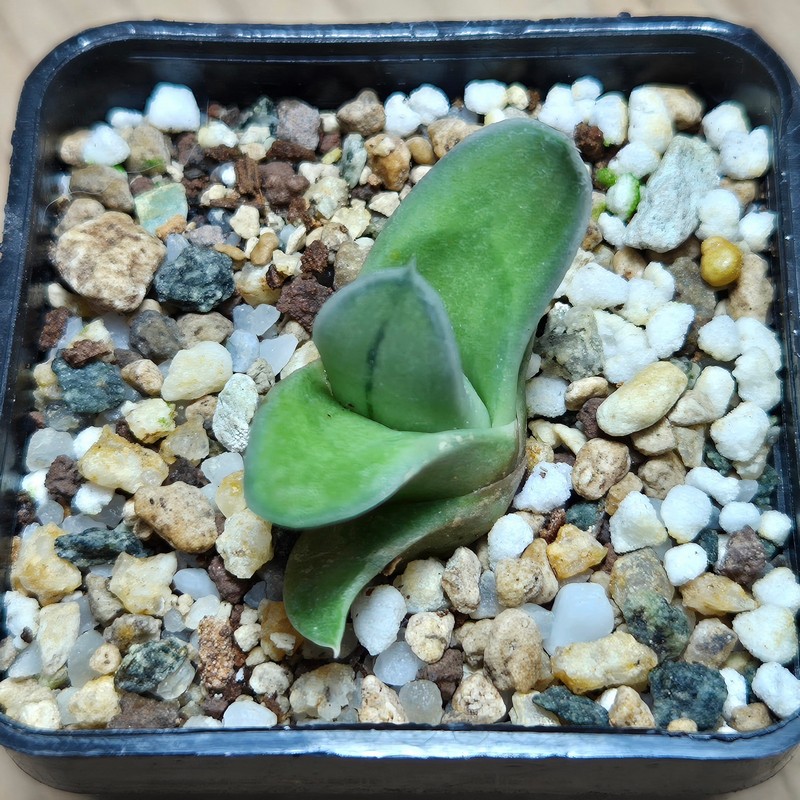 VVG27472 Gasteraloe 'Green Ice' - Image 2