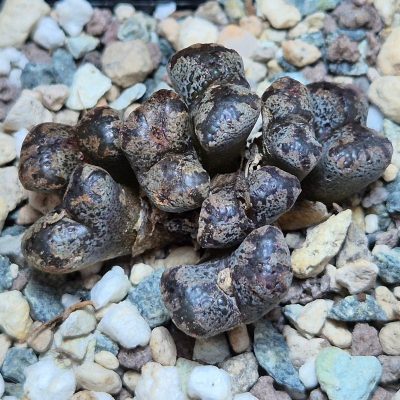 VVG27473 Conophytum pellucidum