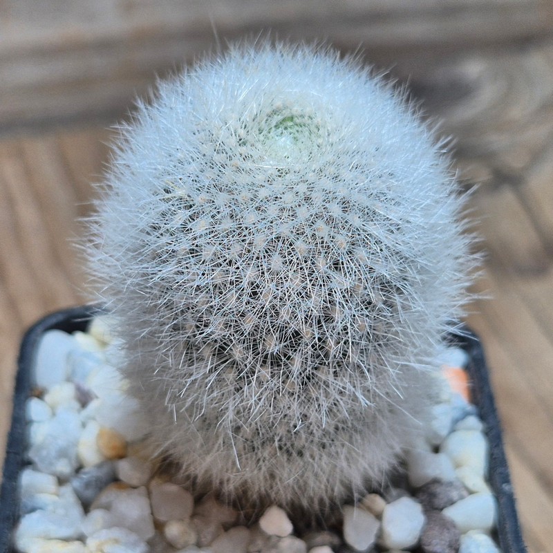 VVG27474 Rebutia muscula