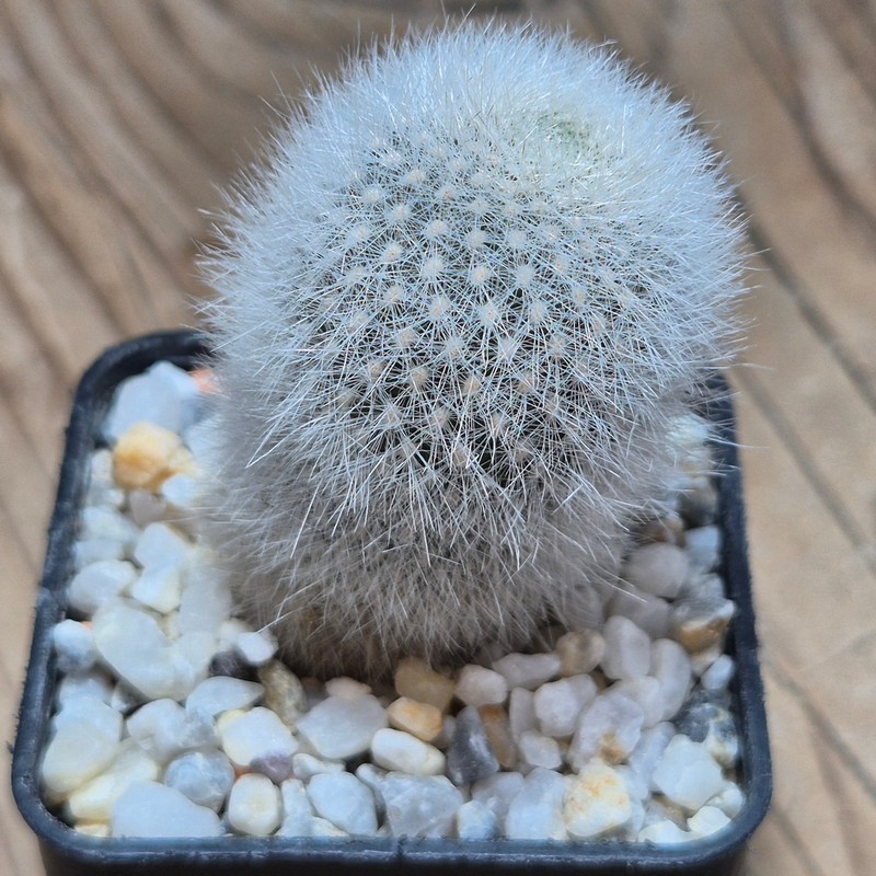 VVG27474 Rebutia muscula - Image 2