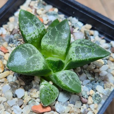 VVG27482 Haworthia comptoniana ‘Crystal’ seedling