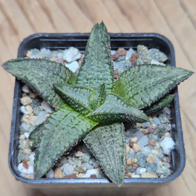 VVG27486 Haworthia koelmaniorum ‘Silver Tarantula’ - Image 2