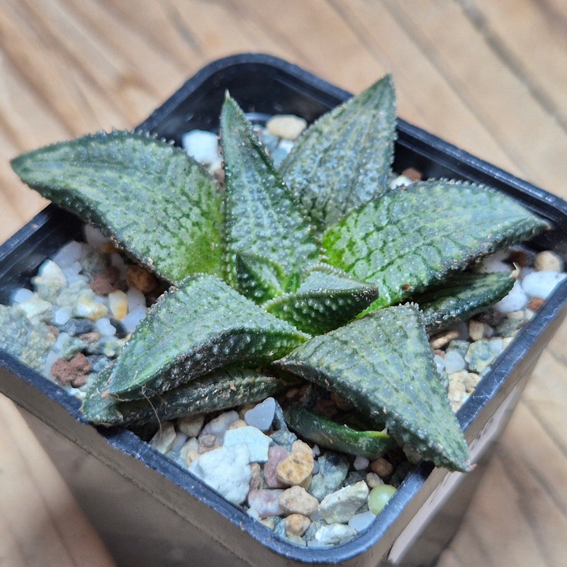 VVG27486 Haworthia koelmaniorum ‘Silver Tarantula’
