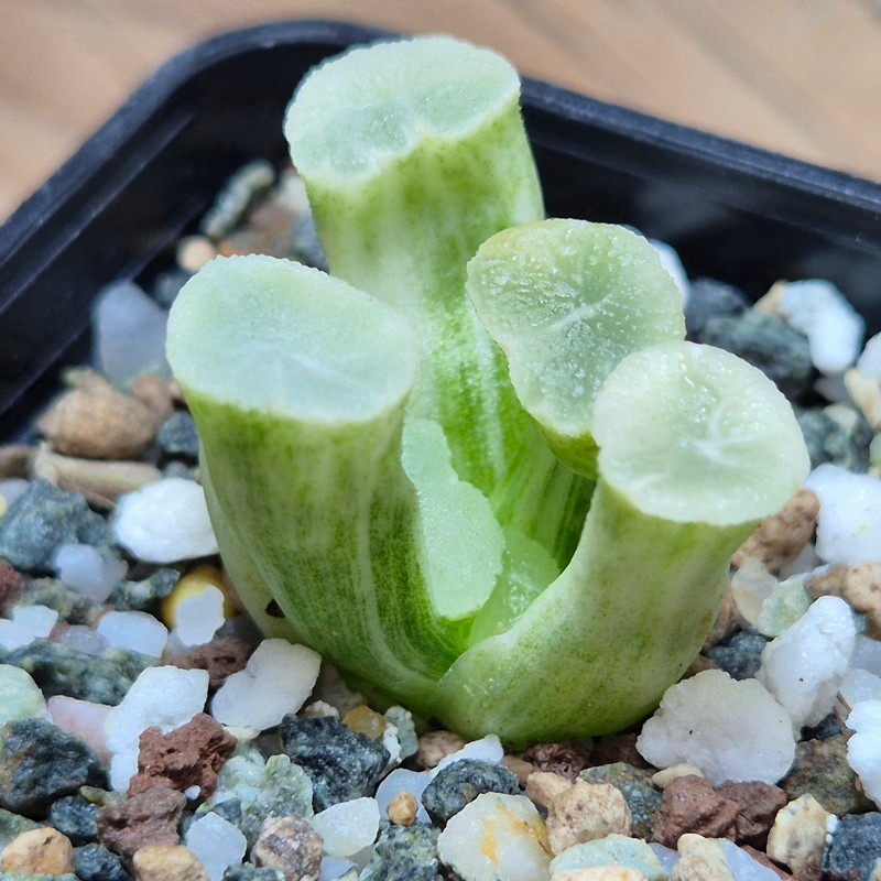 VVG27493 Haworthia maughanii ‘White Brocade of All Things’