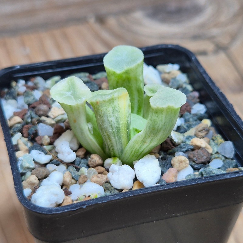 VVG27493 Haworthia maughanii ‘White Brocade of All Things’ - Image 2